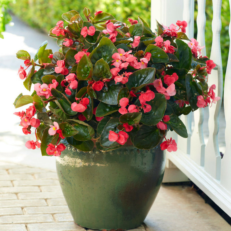 begonia-floreciendo-en-el-jardín-plantación.jpg begonia-floreciendo-en-el-jardín-planta.jpg