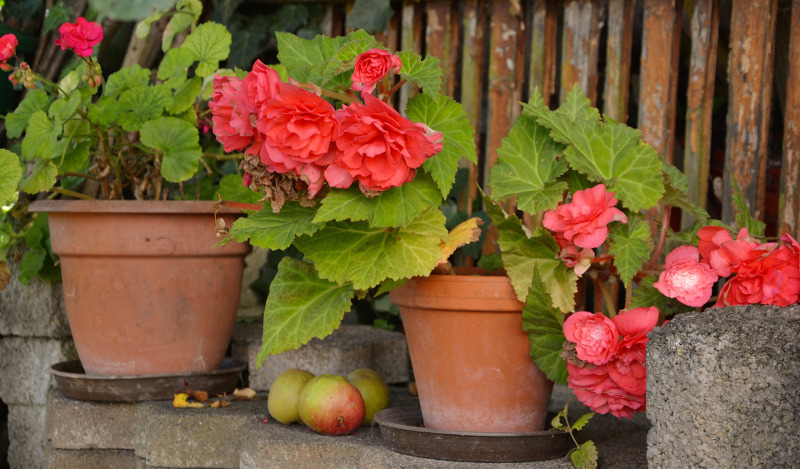 begonias-floreciendo-en-macetas-de-terra-cotta.jpg begonias-floreciendo-en-macetas-de-terra-cotta.jpg