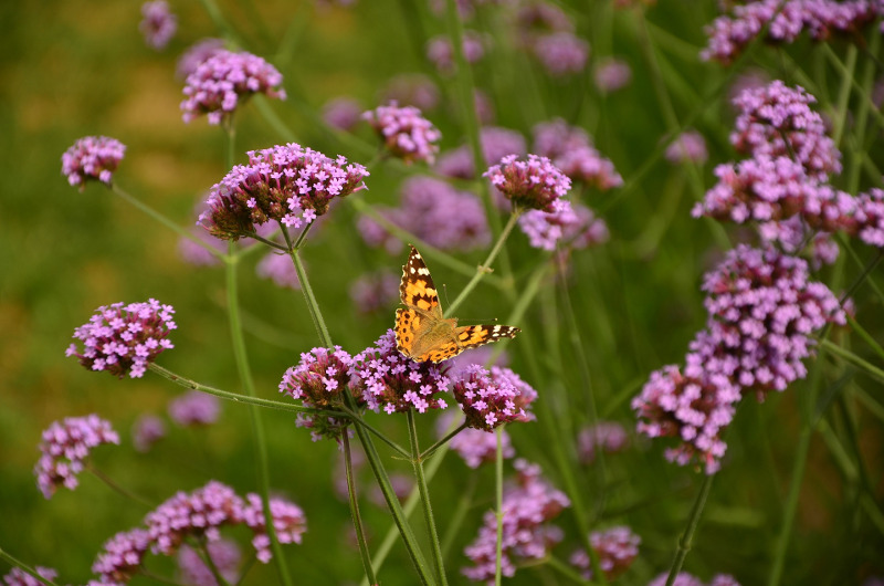 mariposa-sobre-verbena-plantas-florecientes.jpg mariposa-sobre-verbena-plantas-florecientes.jpg