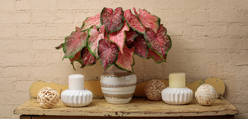 caladiums-growing-in-a-pot.jpg caladiums-in-a-pot.jpg