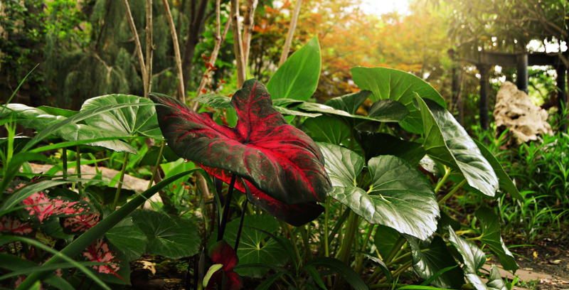 caladiums-croissant-au-soleil-et-à-l'ombre.jpg caladiums-crescents-in-the-sun-and-shade.jpg