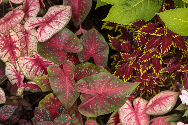 caladium-foliage-and-leaves.jpg caladium-foliage-and-leaves.jpg
