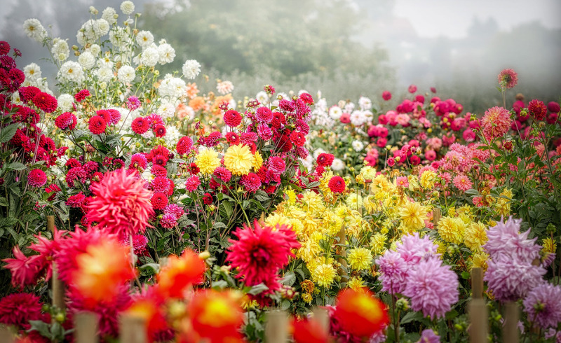 diferentes tipos de dalias que florecen en el jardín.jpg diferentes tipos de dalias que florecen en el jardín.jpg