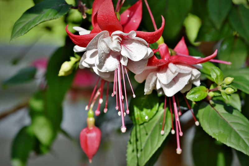 fucsia-follaje-y-flores-con-agua-en-es.jpg fucsia-follaje-y-flores-con-agua-en-es.jpg