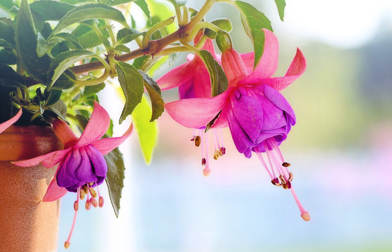 planta-fucsia-floreciendo-en-el-jardin-jardinera.jpg planta-fucsia-floreciendo-en-el-jardin-jardinera.jpg