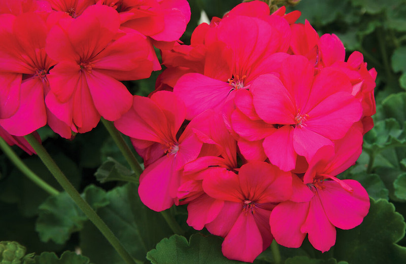 geranio-flores.jpg geranios-fleurs.jpg