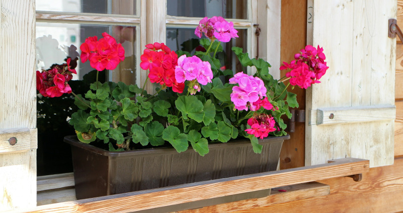 geranios-en-una-caja-jardín-de-ventana.jpg geranios-en-una-caja-potager.jpg