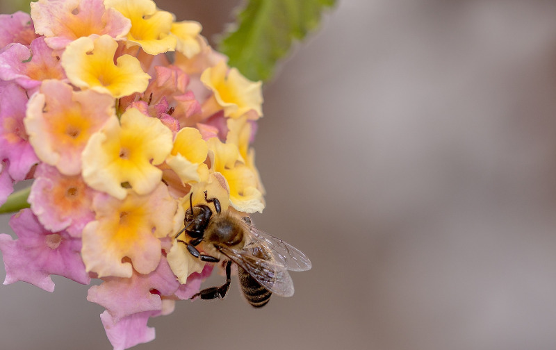 miel-de-abeja-en-flor-de-verbena.jpg miel-de-abeja-en-flor-de-verbena.jpg