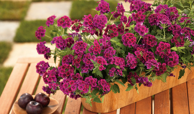 verbena-creciendo-en-patio-mesa-maceta.jpg verbena-creciendo-en-patio-mesa-maceta.jpg