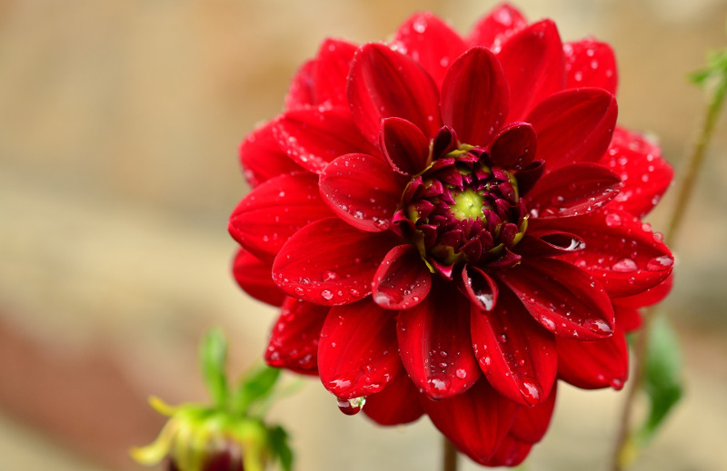 regando-dalias.jpg arrosage-dahlias.jpg