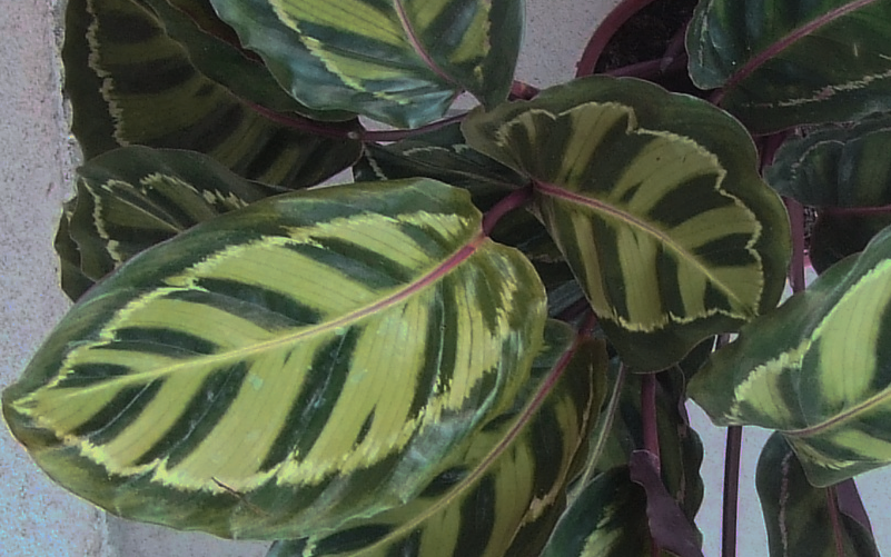 Calathea