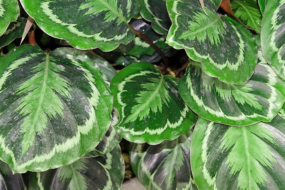calathea FAQ