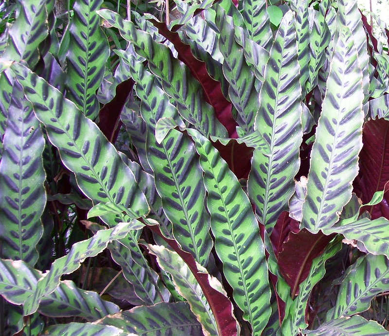 cuidado de las calatheas