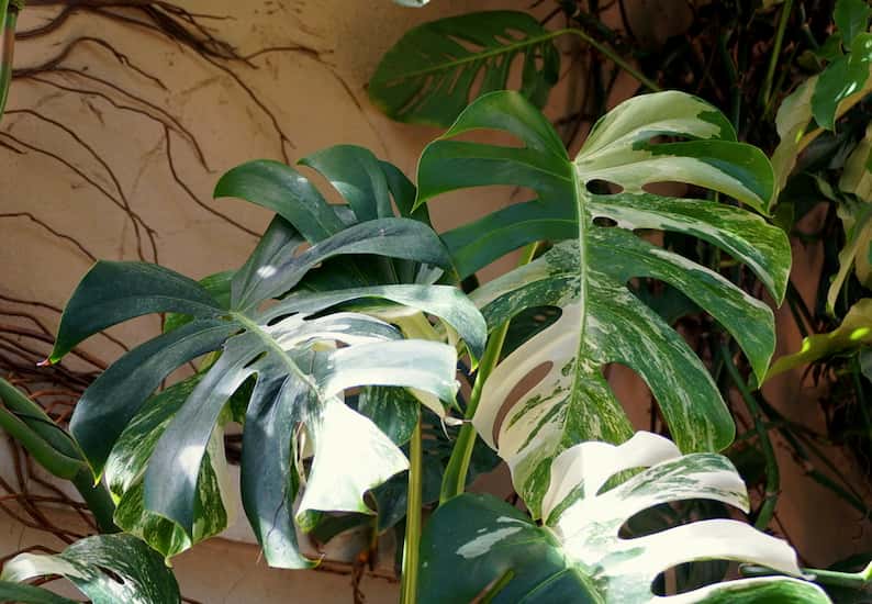 Variedad albo