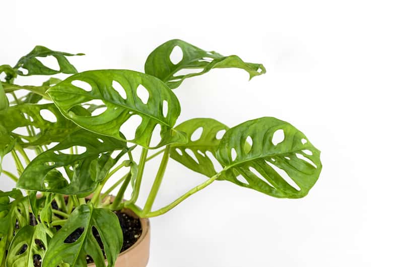 Variedad adansonii