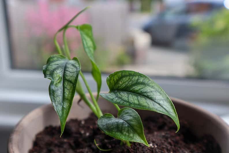 Variedad siltepecana