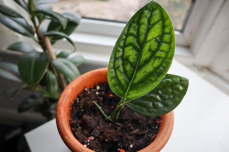 Variedad Peru