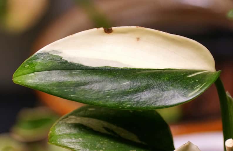 Variedad standleyana