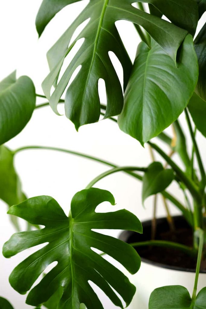 Una Monstera sana que recibe los cuidados que necesita