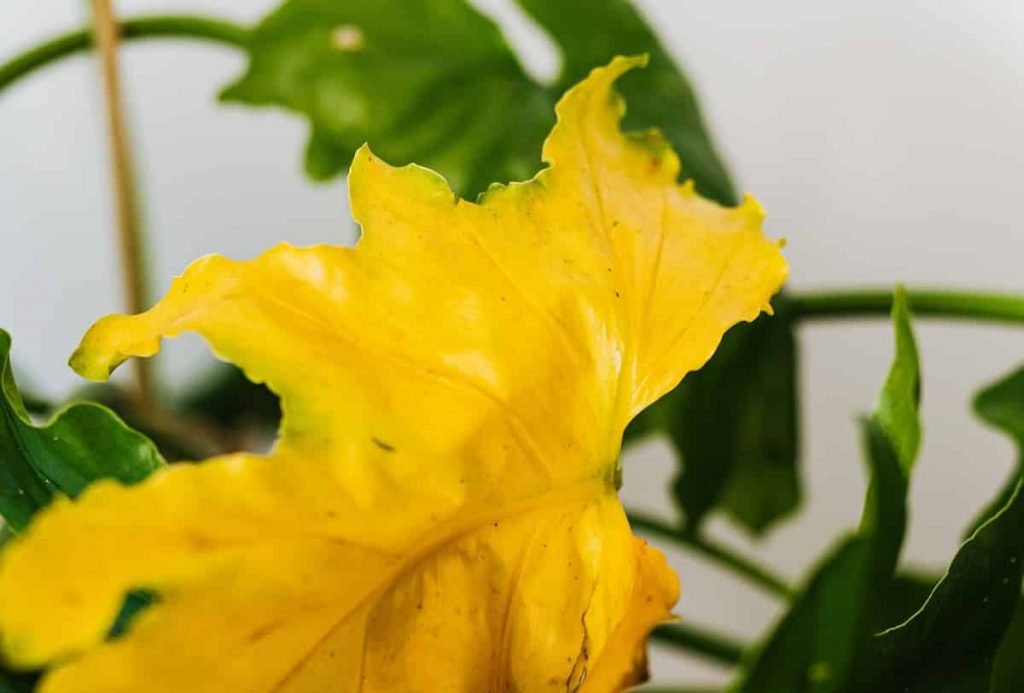 Hoja amarilla que muestra un problema para alguien que está aprendiendo a cuidar una Monstera.