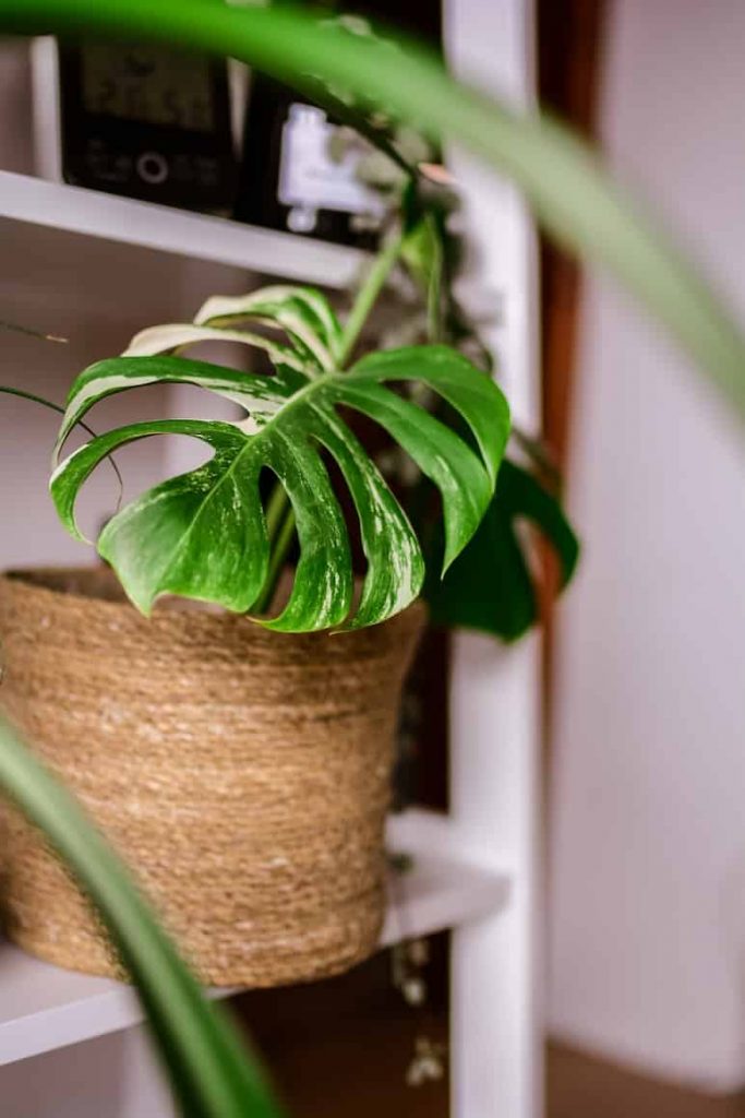 Monstera de interior en maceta