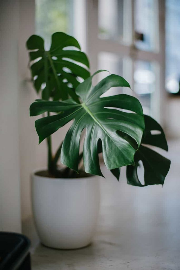 pequeña planta de monstera en maceta blanca
