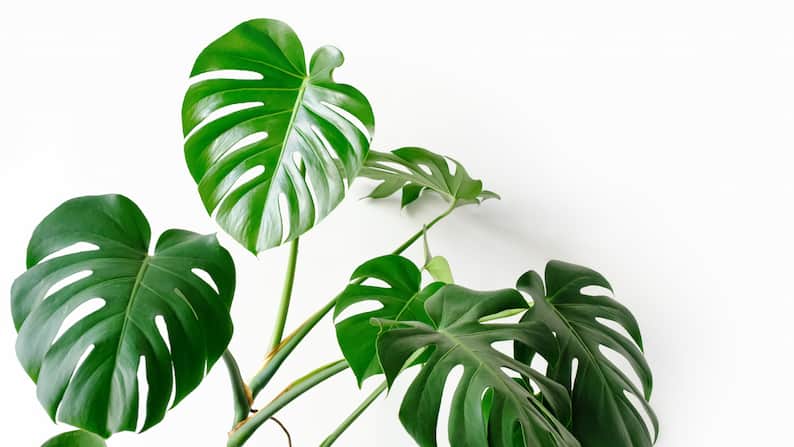 Cómo cuidar la monstera: la guía definitiva