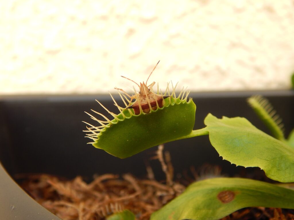Plantas carnívoras para cultivar como plantas de interior