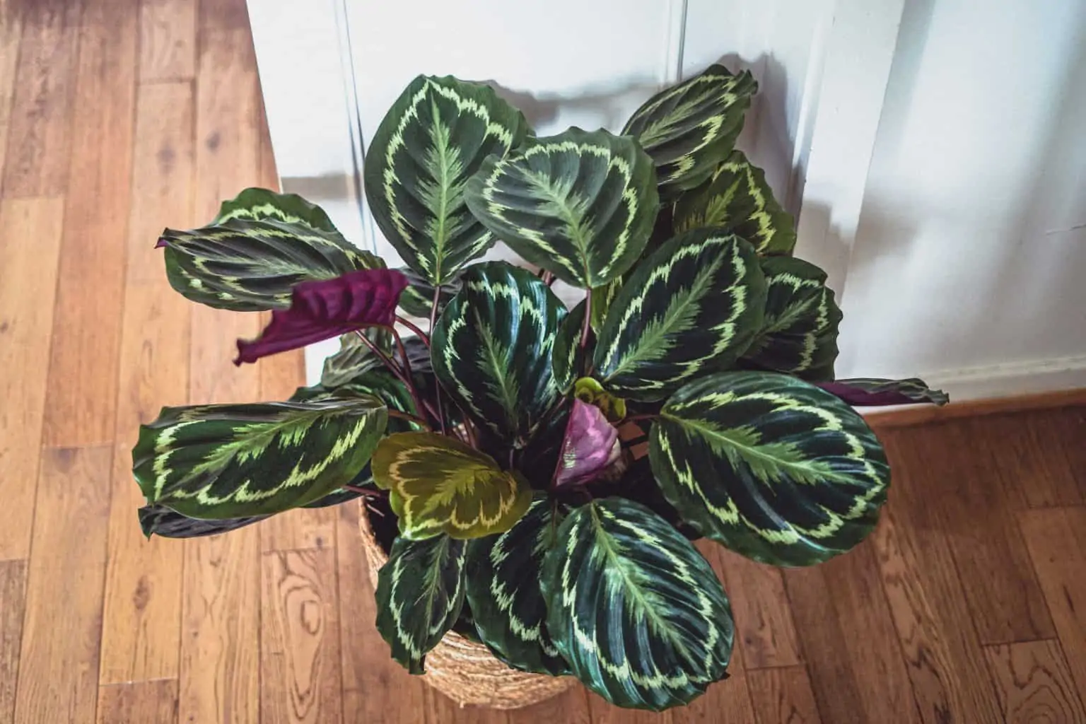 Calathea-Roseopicta-foliage Calathea Roseopicta