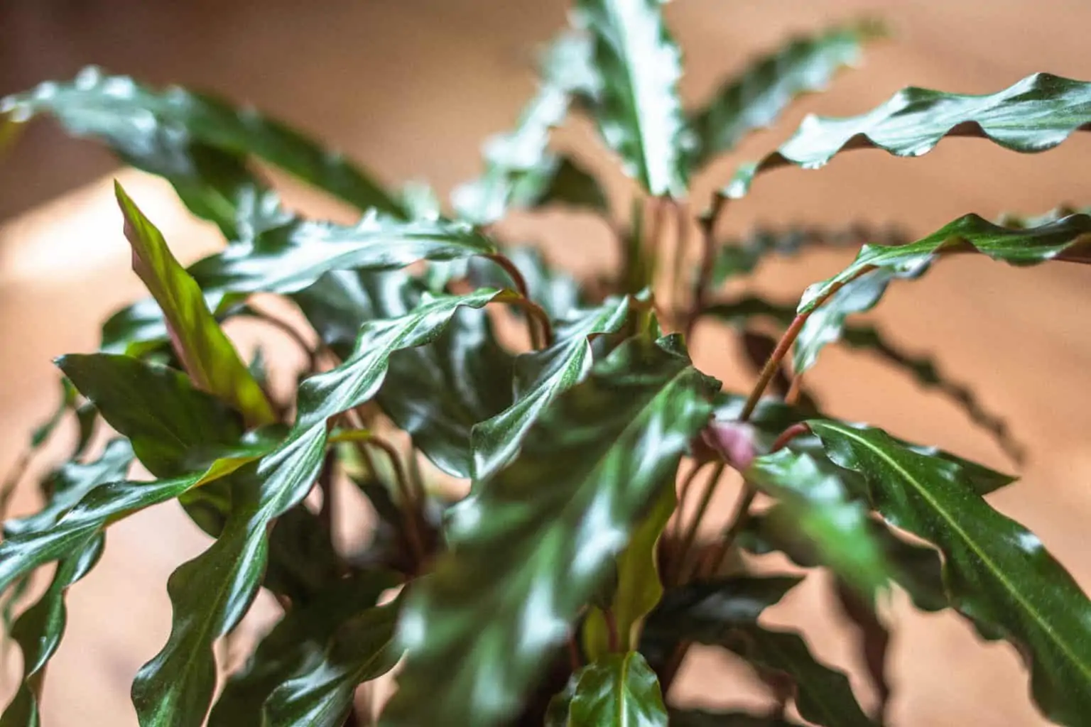 Calathea-Rufibarba-velvet-calathea Calathea Rufibarba