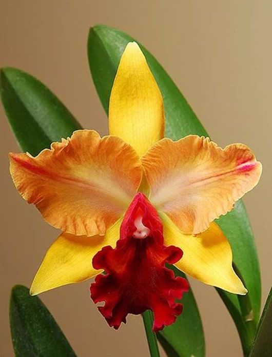 Flor de orquidea