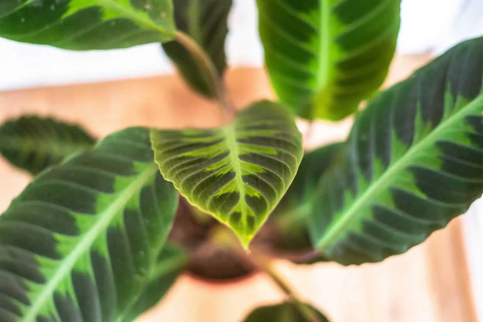 Goeppertia-Calathea-Warszewiczii Calathea Warscewiczi