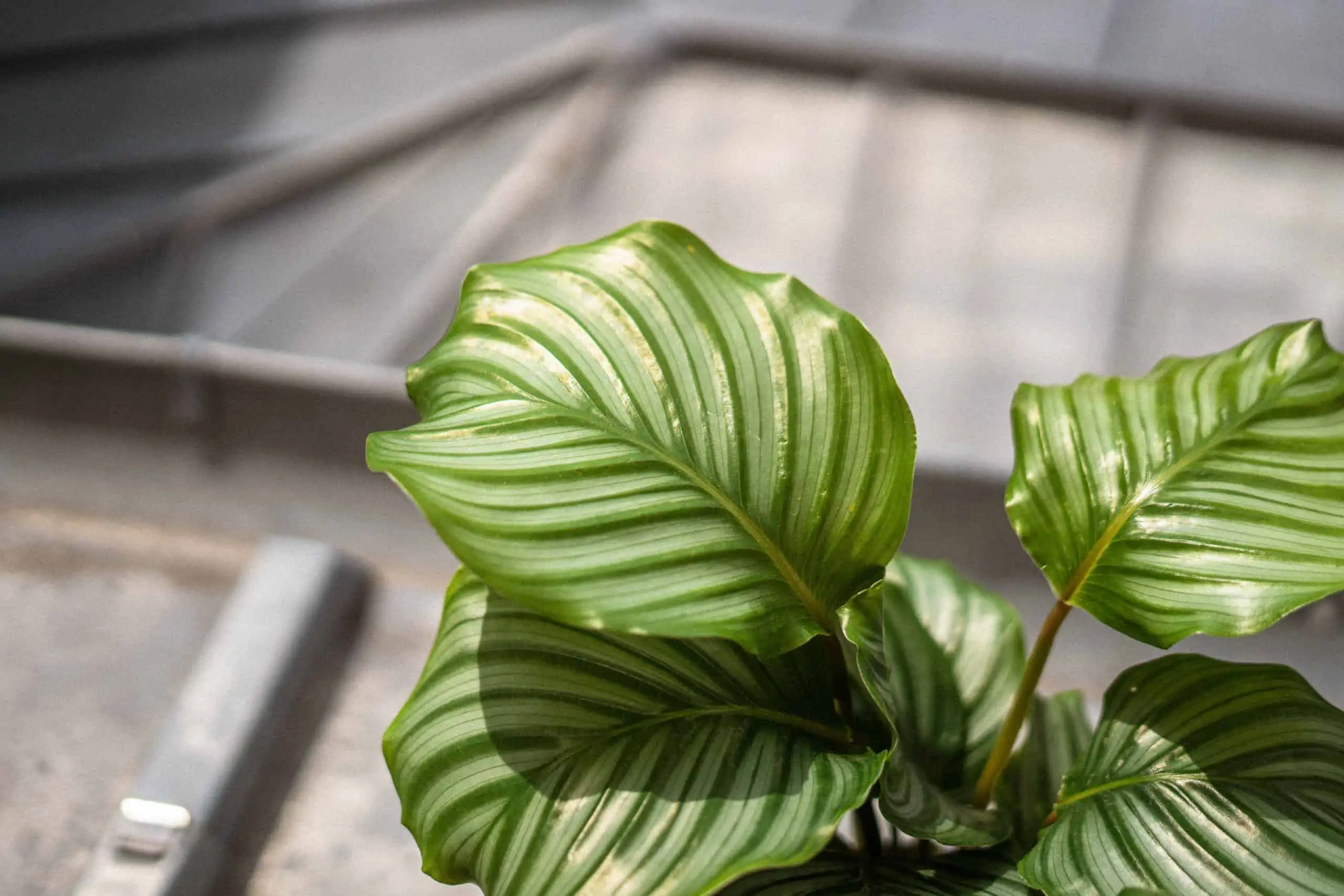 calathea-orbifolia-hoja Calathea Orbifolia