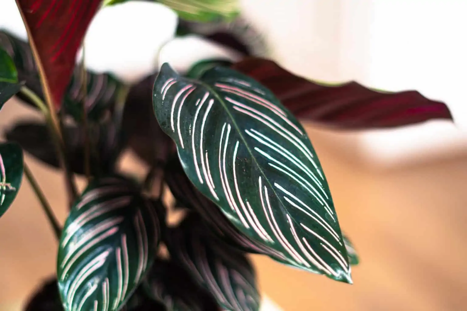 calathea-ornata-leaf Calathea Ornata