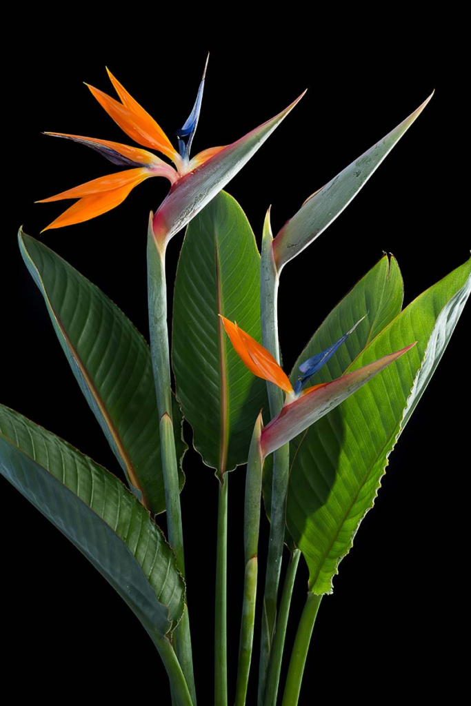 Flor Ave del Paraiso