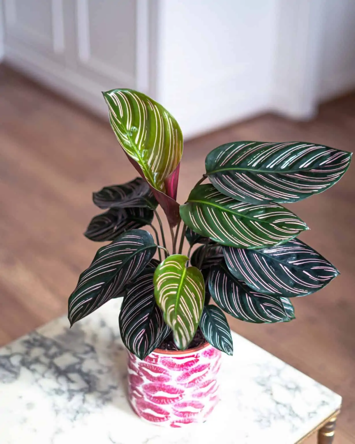 calathea Calathea