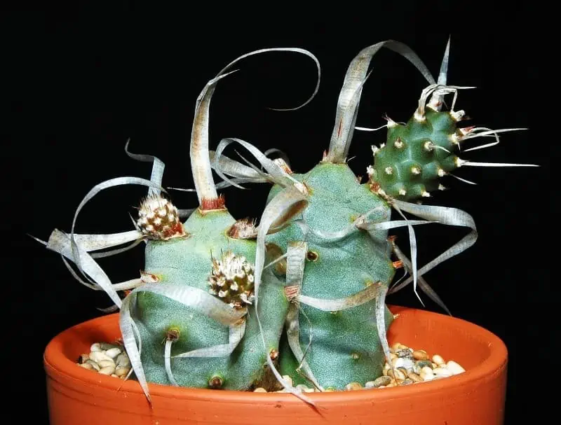 Tephrocactus articulatus v. papyracanthus Cactus espinoso de papel