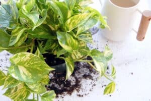 Replantando Potos