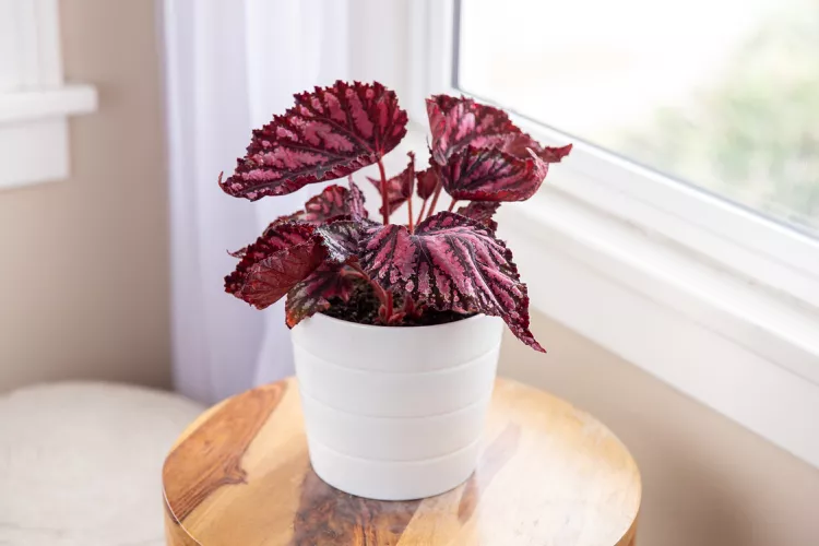 Begonia Rex